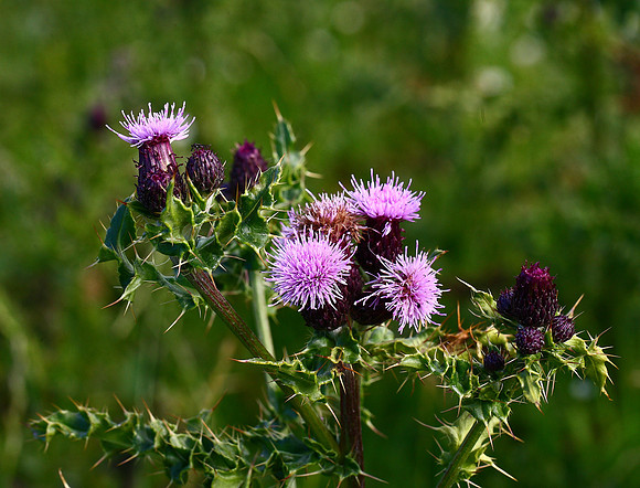 Creeping thistle cirsium vulgare. Unst