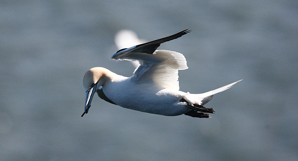 Gannet