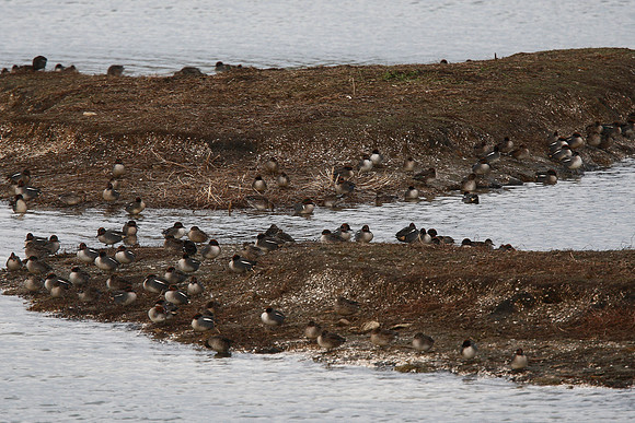 Green-winged Teal