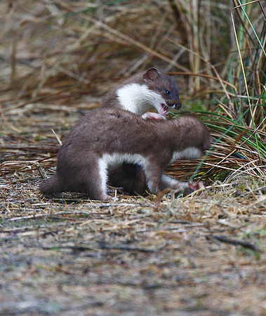 Stoat