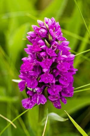 Northern Marsh Orchid