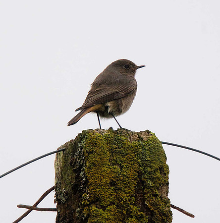 Black Redstart