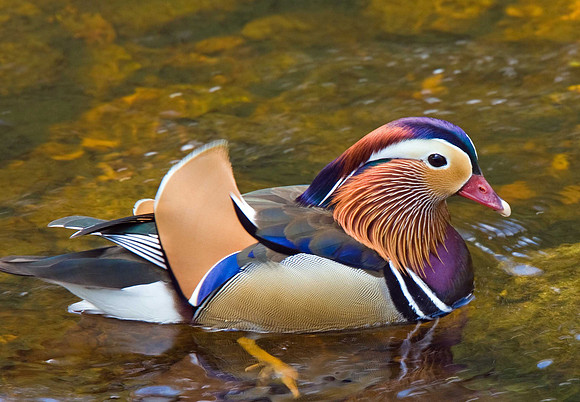 Mandarin Duck