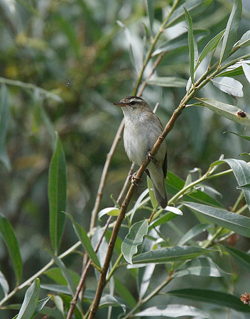 Sedge Warbler