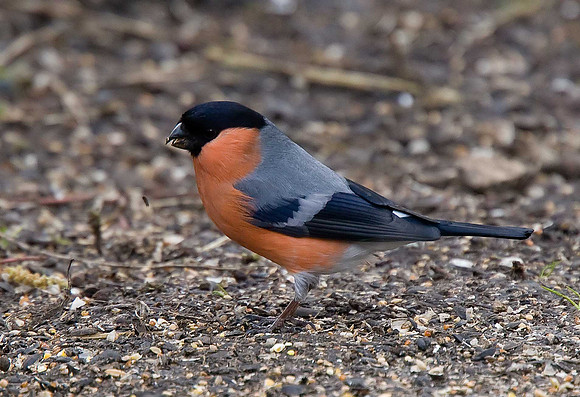 Bullfinch