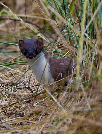 Stoat