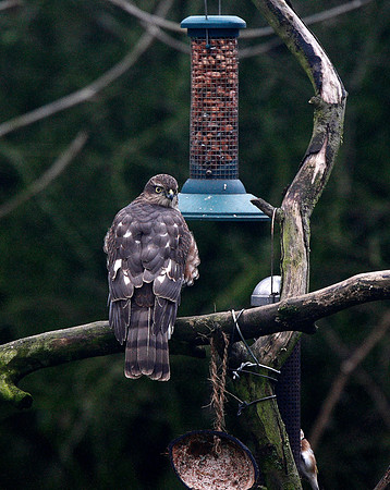 Sparrowhawk