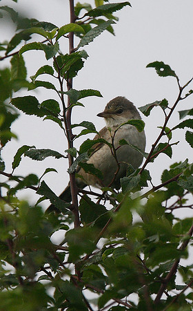 Barred Warbler [Kilnsea 2014]