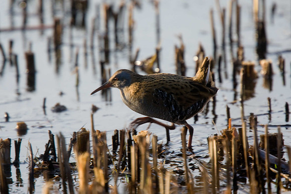 Water Rail