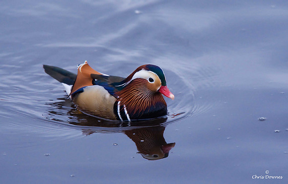 Mandarin duck