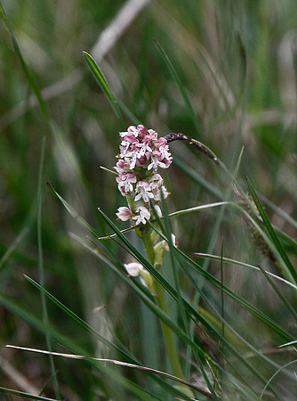 Burnt orchid