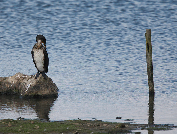 Cormorant