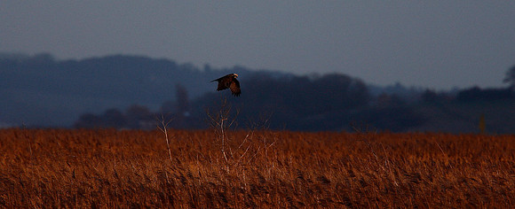 Marsh Harrier