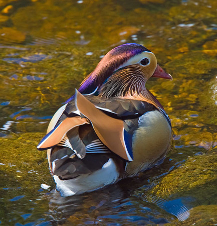 Mandarin Duck