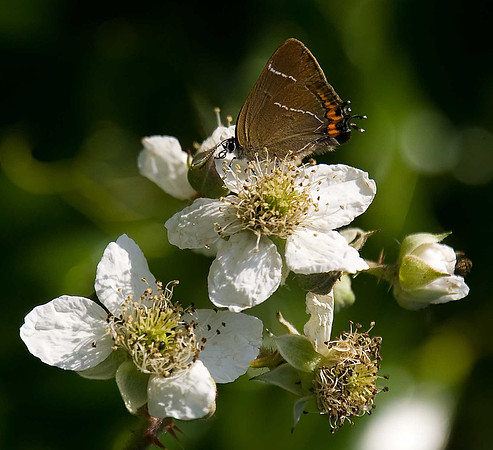 White Letter Hairstreak