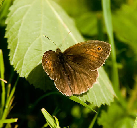 Meadow Brown