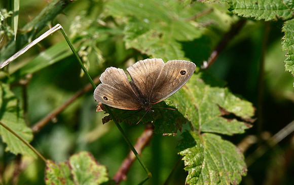 meadow Brown