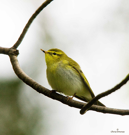 Wood Warbler