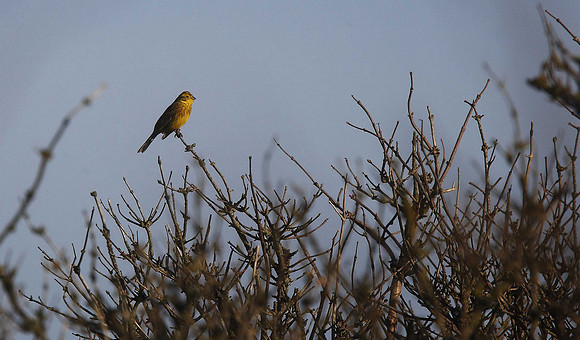 Yellowhammer