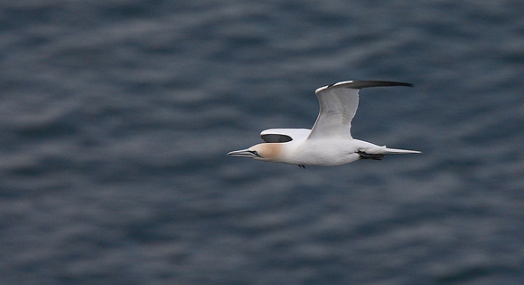 Gannet