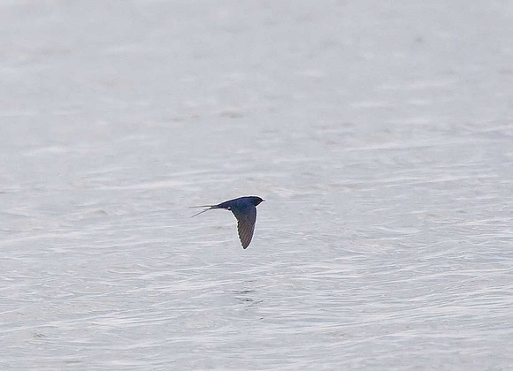 Swallow
