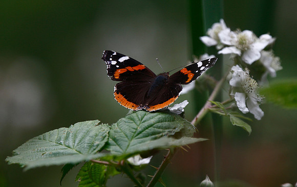 Red Admiral