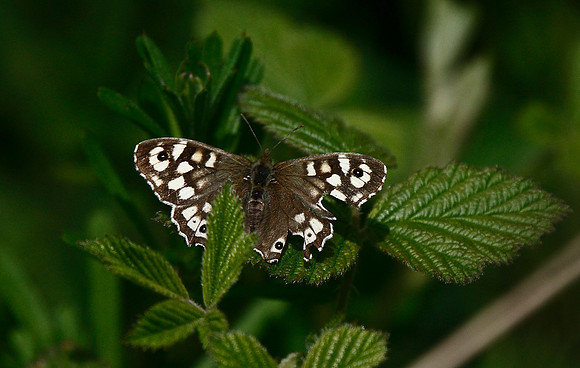 Speckled Wood