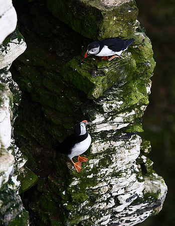 Puffin
