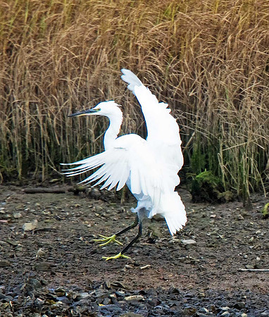 Little Egret