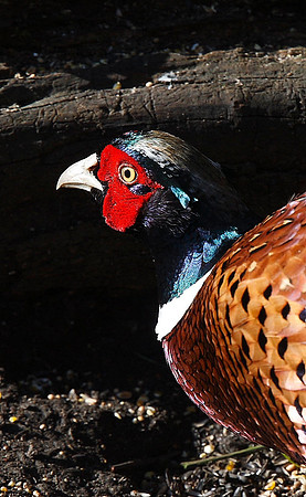 Pheasant