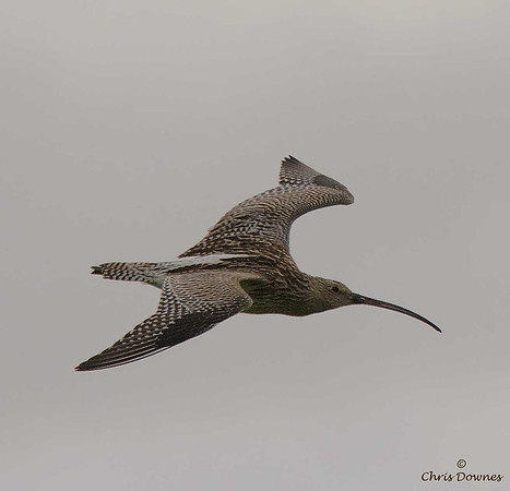 Curlew