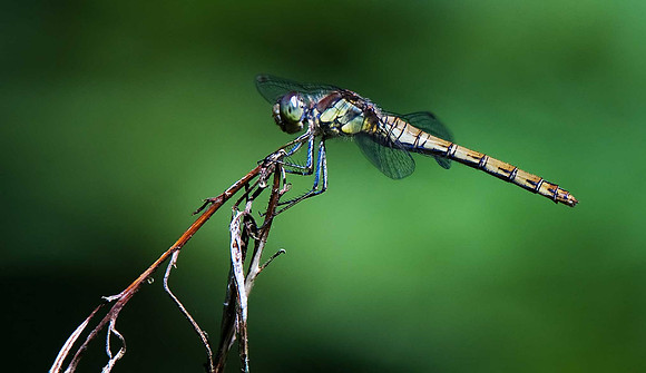 Common Hawker