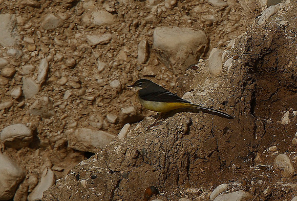 Grey Wagtail