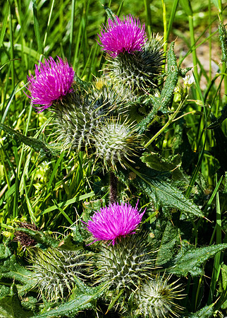 Spear thistle cirsium vulgare. Unst