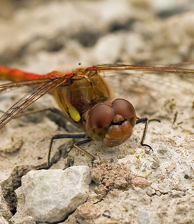 Common Darter