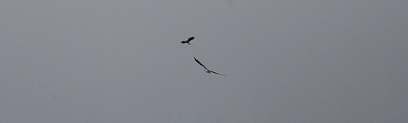 Osprey