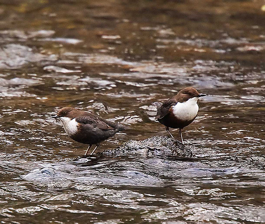 Dipper