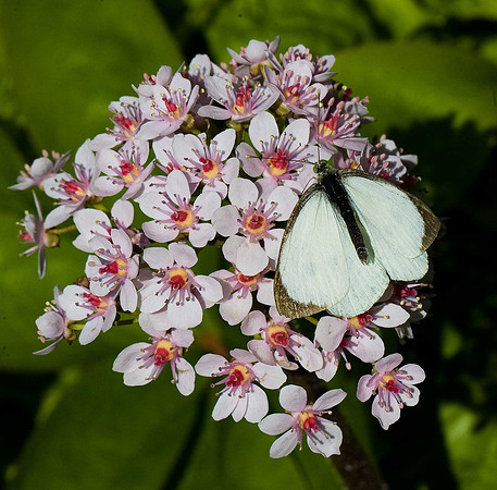 Small White