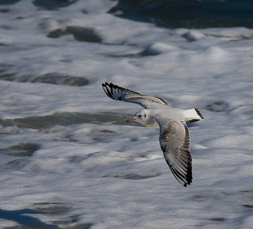 Black-headed Gull