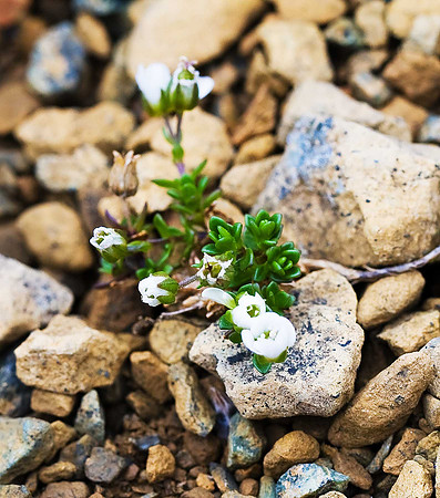 Arenaria norvegica ssp norvegica Norwegian Sandwort. Unst
