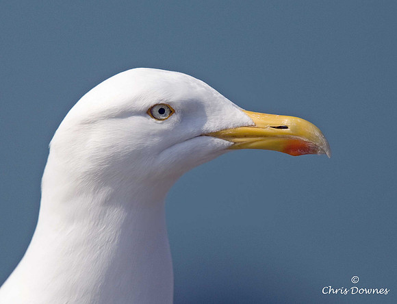 Herring Gull