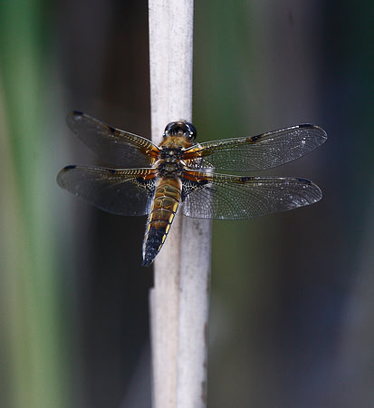 Four Spot Chaser