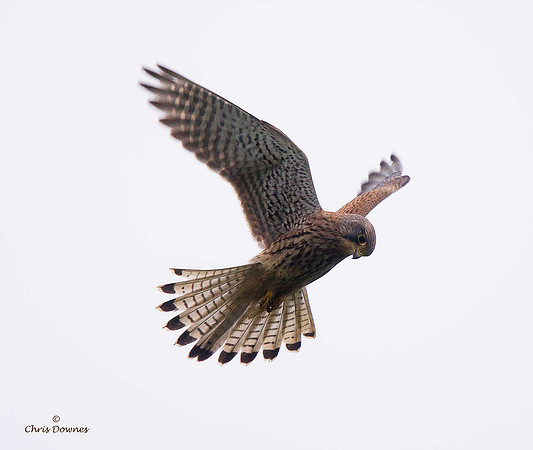 Kestrel