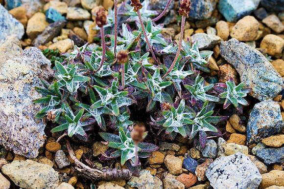 Antennaria dioica Mountain everlasting. Unst