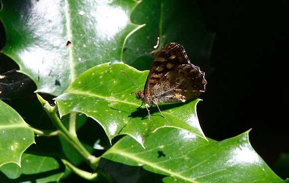 Speckled Wood