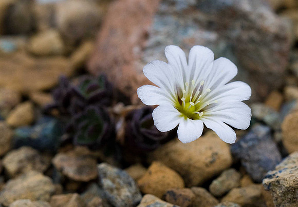 Shetland mouse-ear - cerastium nigrescens v. nigrescens. Unst