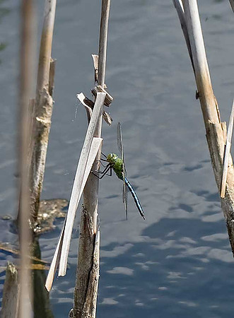 Emperor Dragonfly