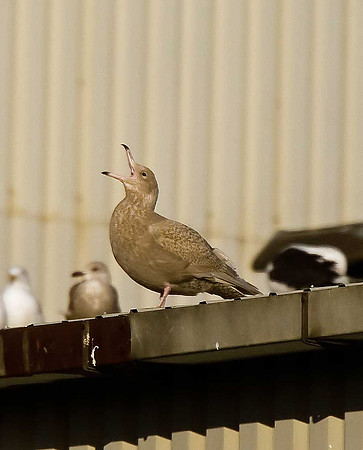 Glaucous Gull