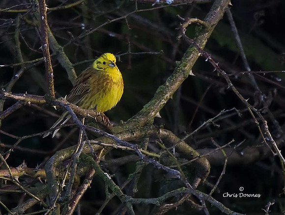 Yellowhammer