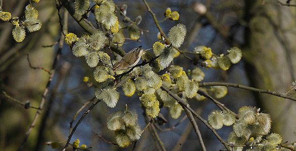Chiffchaff